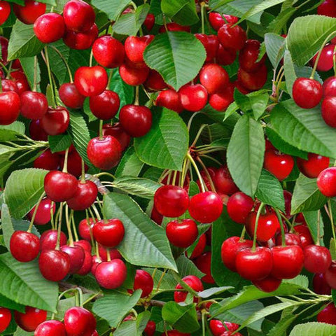 Berry Good Cherries